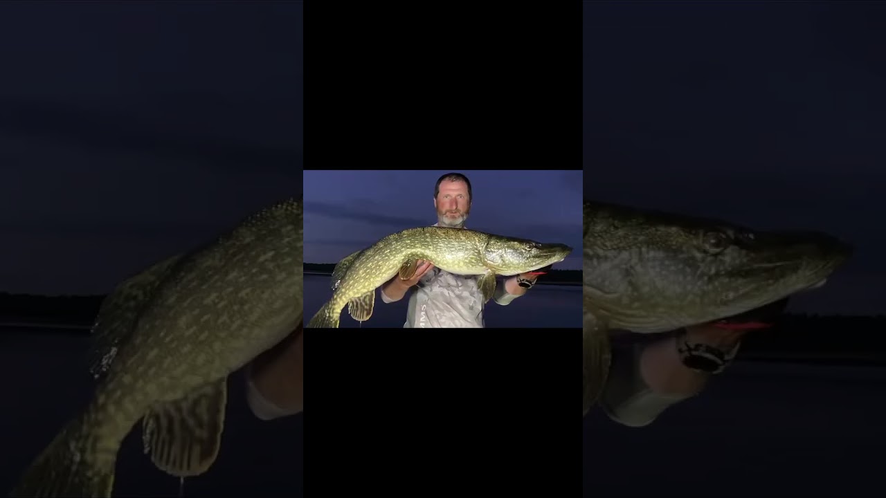 #lydeka #pikefishing #keitech #airrus