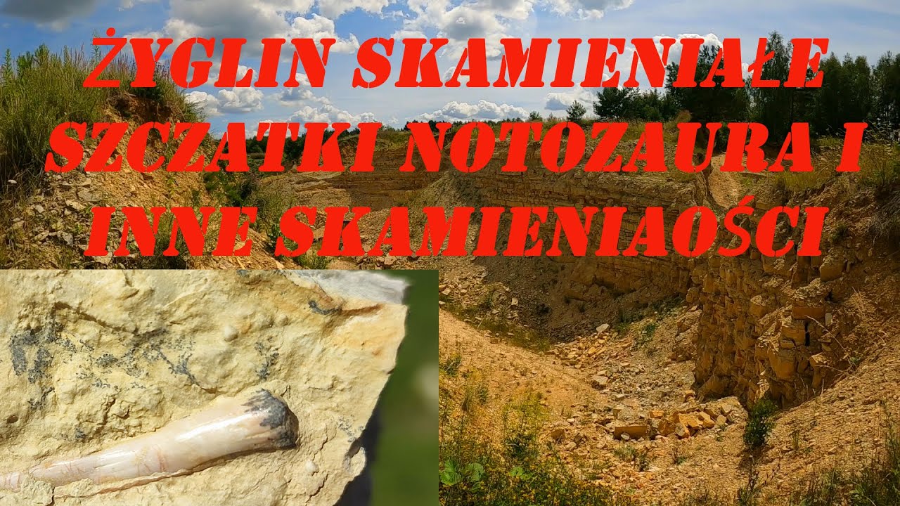 Żyglin Skamieniałe Szczątki Notozaura i inne Skamieniałości