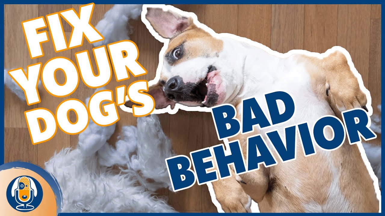 My Foolproof Strategy To Overcoming Dog Training Challenges #227 #podcast