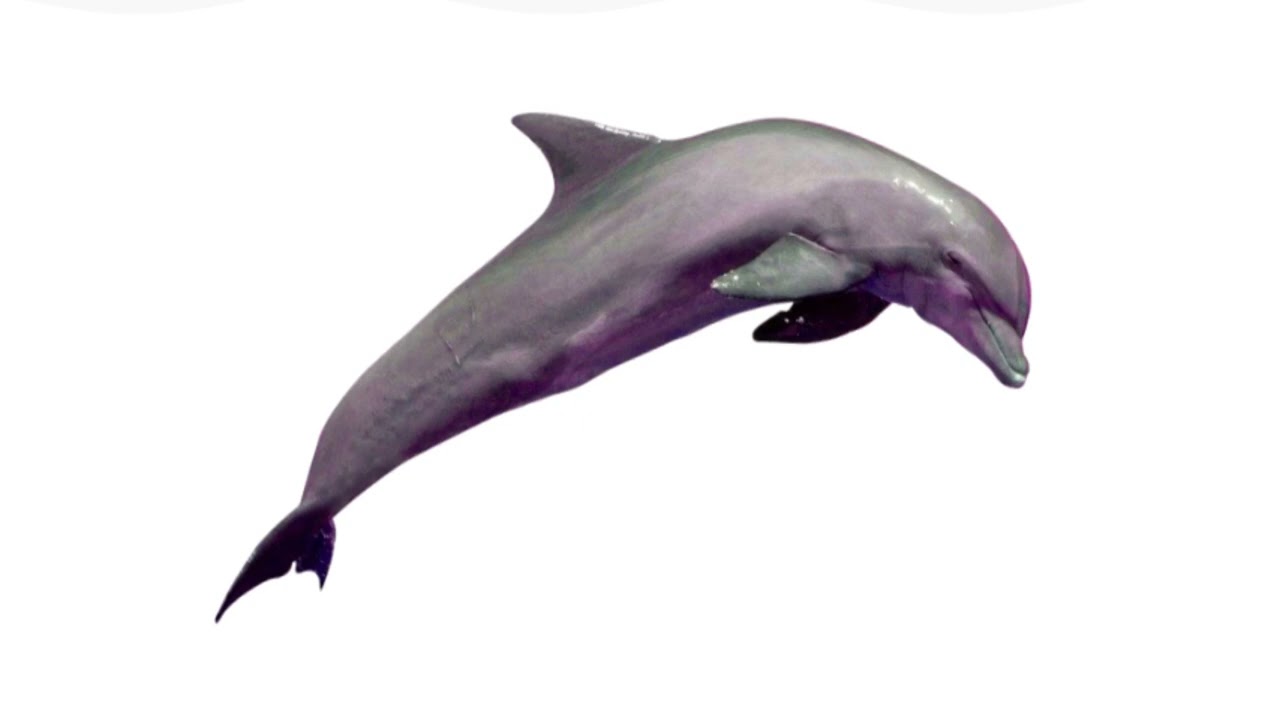 Guess The Animal Aquatic The Dolphin Effects (Sponsored By Preview 2 V17 Effects)