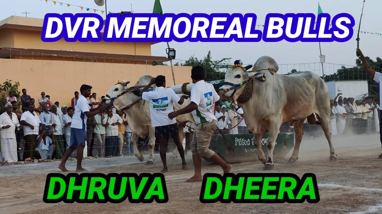 DVR MEMOREAL 2023 (SENIORS) 1ST PRIZE (DHEERA DHRUVA) BULLS IN ANAMBOTLAVARIPALEM.-FEET.3967.3