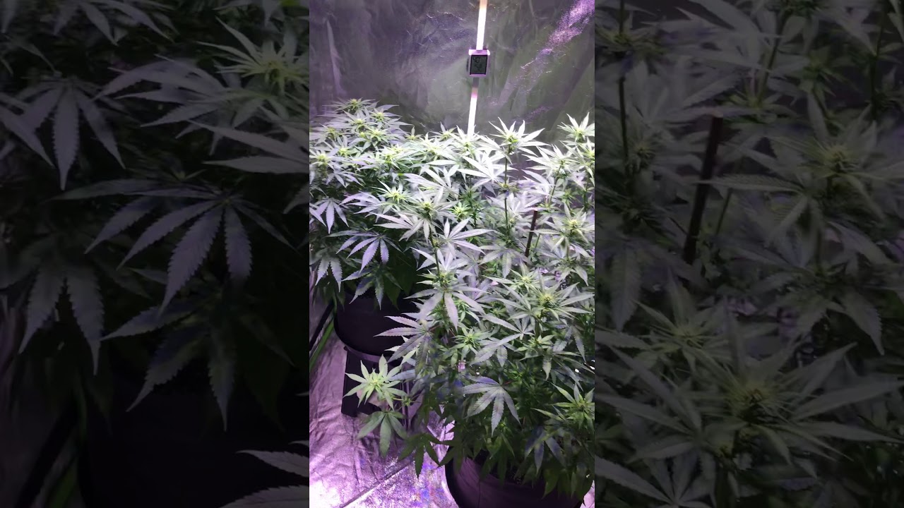 Painkiller XL, and Medicritical under Optic 6 3000k in 4x4 tent #OpticLEDGrowersCup