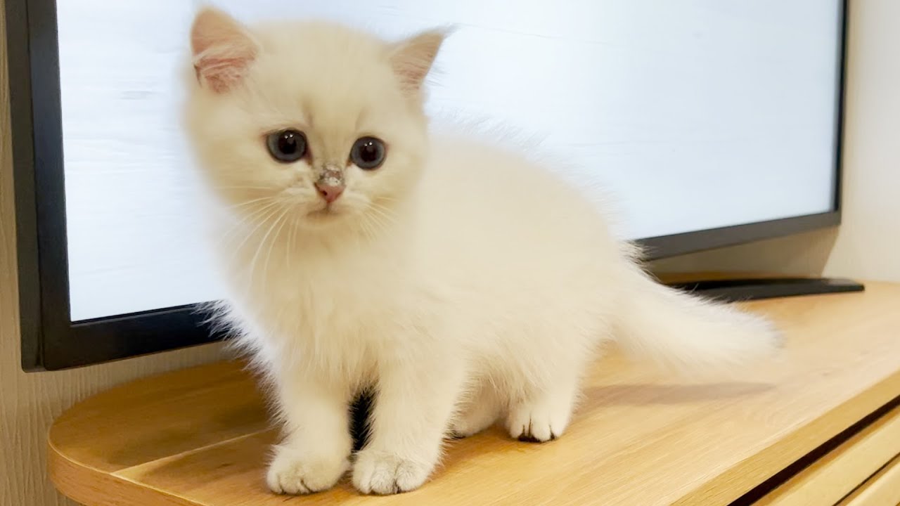 Kittens searching for prey on TV are lovable and cute ...