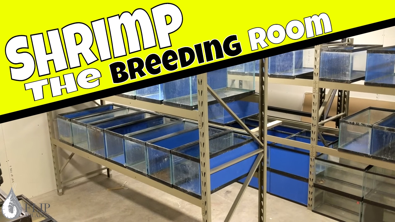 Shrimp Room Build - 7 Ponds and 100 Shrimp Tanks