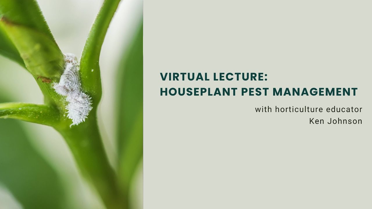 Houseplant Pest Management | Friends of the Oak Park Conservatory