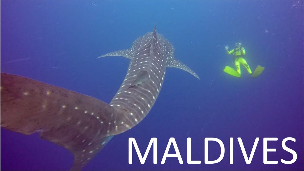 Diving in Maldives - Whale sharks & manta rays - GoPro HERO4 May '16