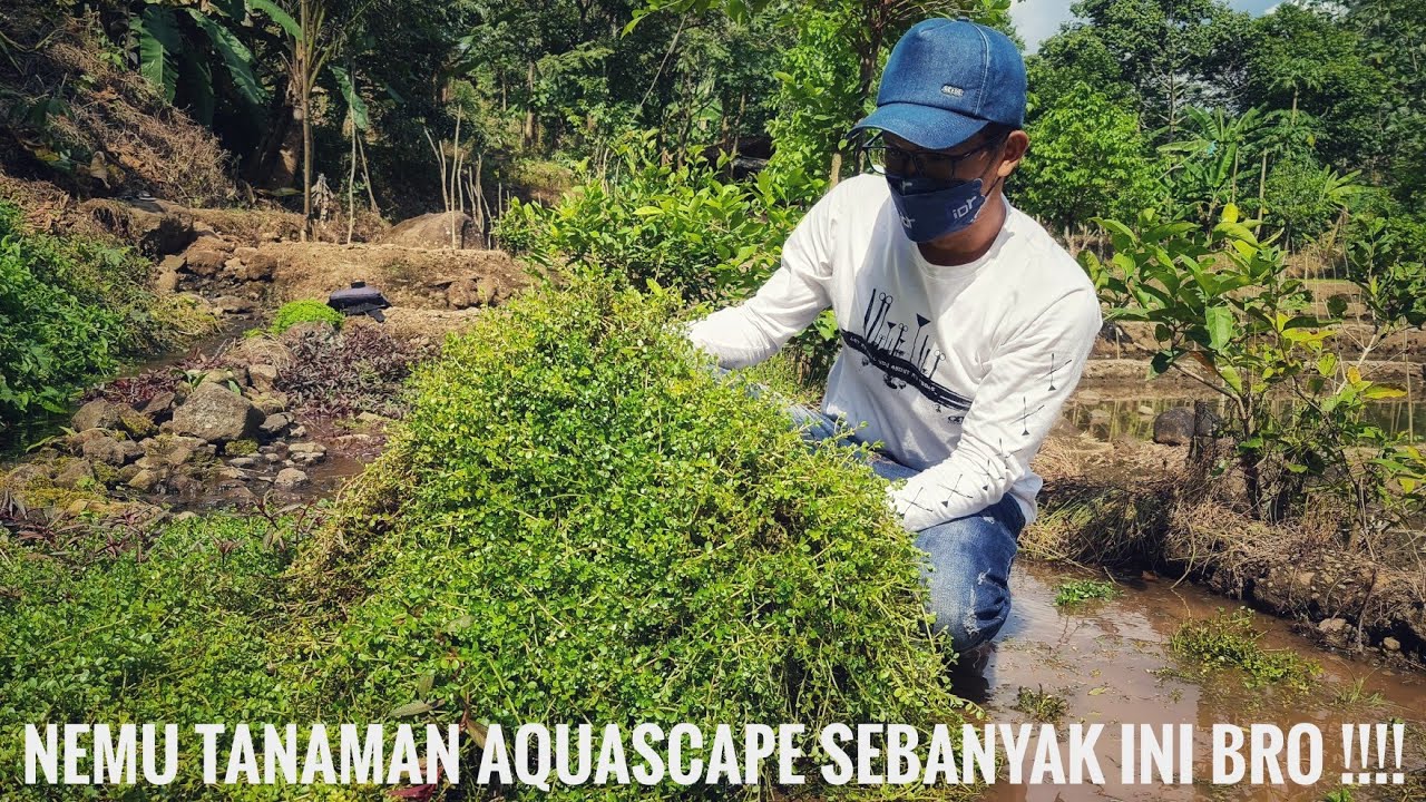 #283 Hunting tanaman dihutan,nemu sawah isinya tanaman ini buanyak banged!!!