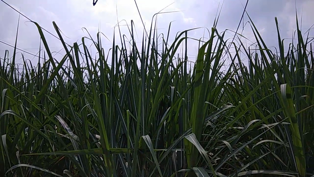 Sugar Cane Farming 200 Ton/Acre in Islampur , maharashtra