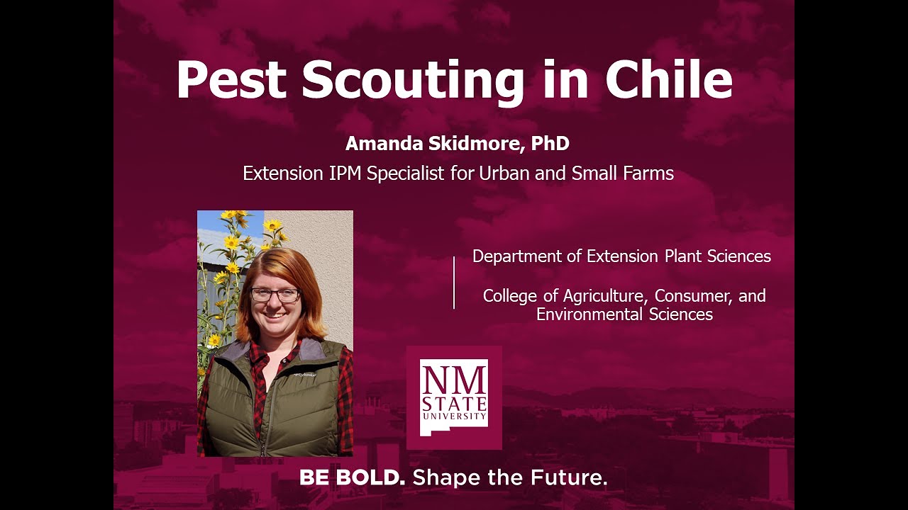 Pest Scouting in Chile