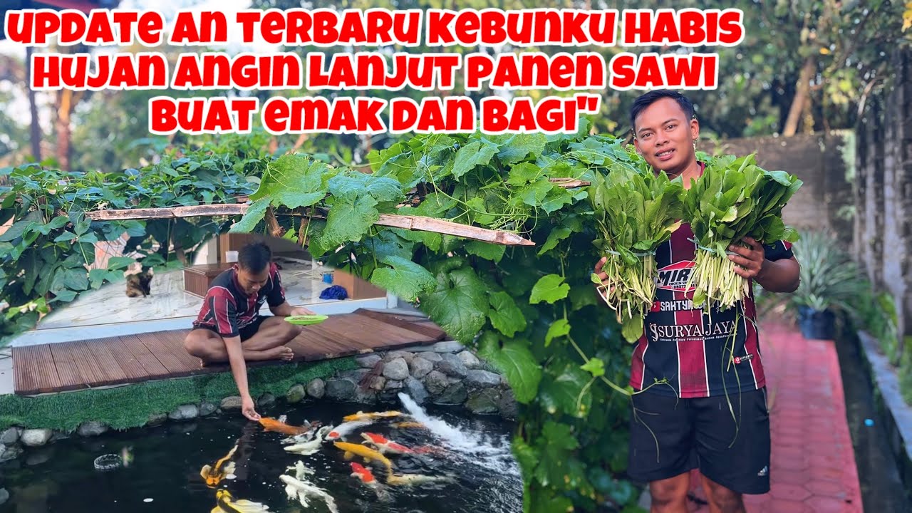 UPDATE AN TERBARU KEBUNKU HABIS HUJAN ANGIN LANJUT PANEN SAWI BUAT EMAK DAN BAGI