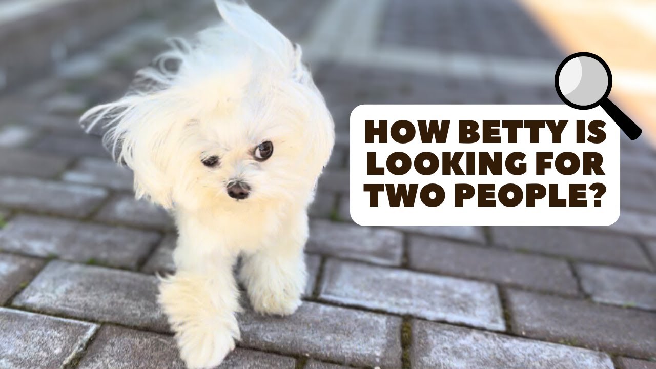 Maltese Dog Play Hide And Seek| Funny Video