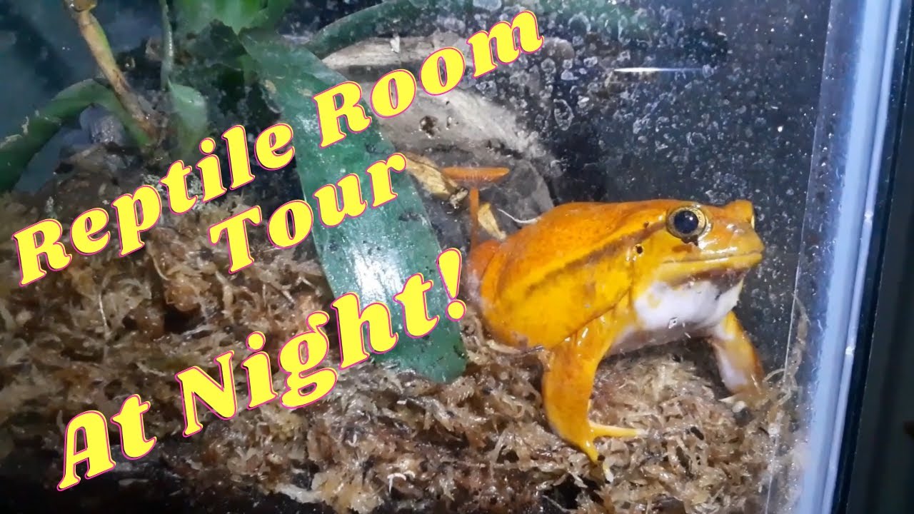 Reptile Room Tour at Night
