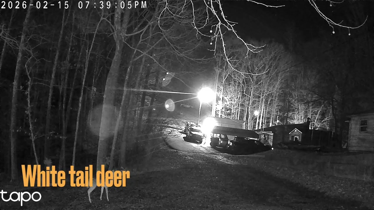 6 Whitetail  Deer Show Up for Corn… Then Keep Coming Back 🦌