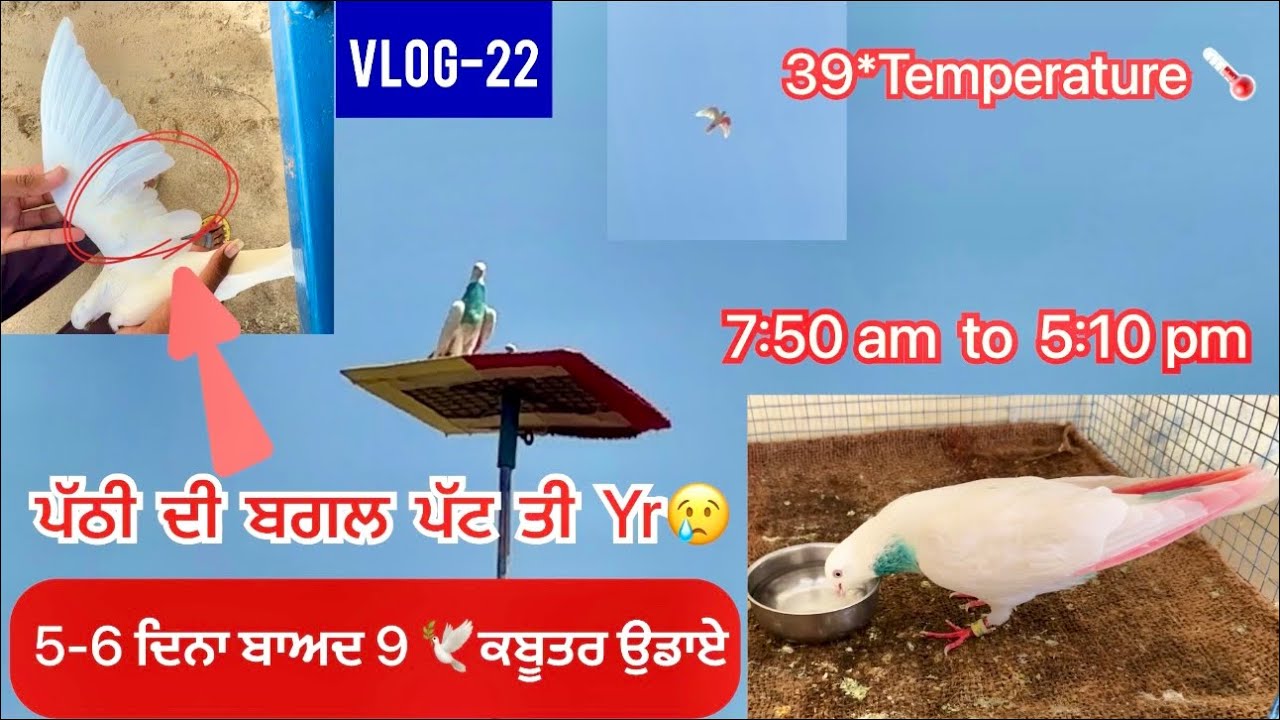 ਲਓ ਜੀ, 9 ਕਬੂਤਰ 🕊️ ਉਡਾਏ ਅੱਜ (ਸਾਰੇ ਸੁੱਕੇ) ||39*🌡️|| 7:50ton5:10 ਦਾ Time ਕੀਤਾ|| ਦੇਖੋ ਸਾਰੀ video
