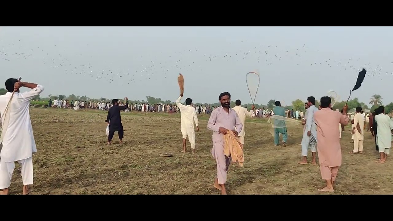zila Dera ghazi Khan or Layyah kabutar baza ka mukabala total kabutar 3000 hazar