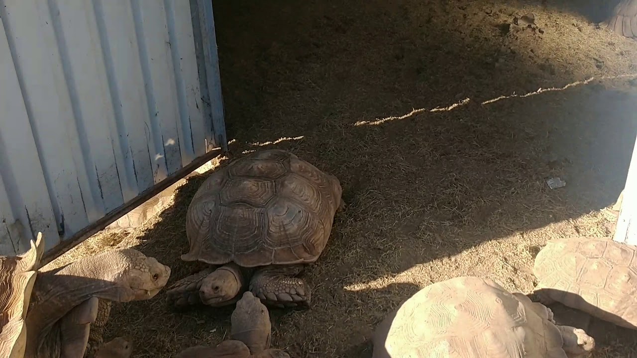 Sulcata Enclosure Update + Heated Shelters at Arizona Sulcata