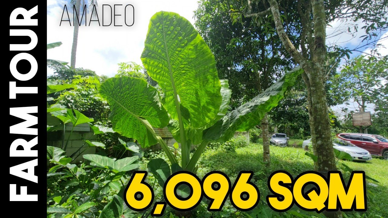 Farm LOT in AMADEO Cavite | FARM LOT NEAR TAGAYTAY | Farm   LOT Near Manila Upland