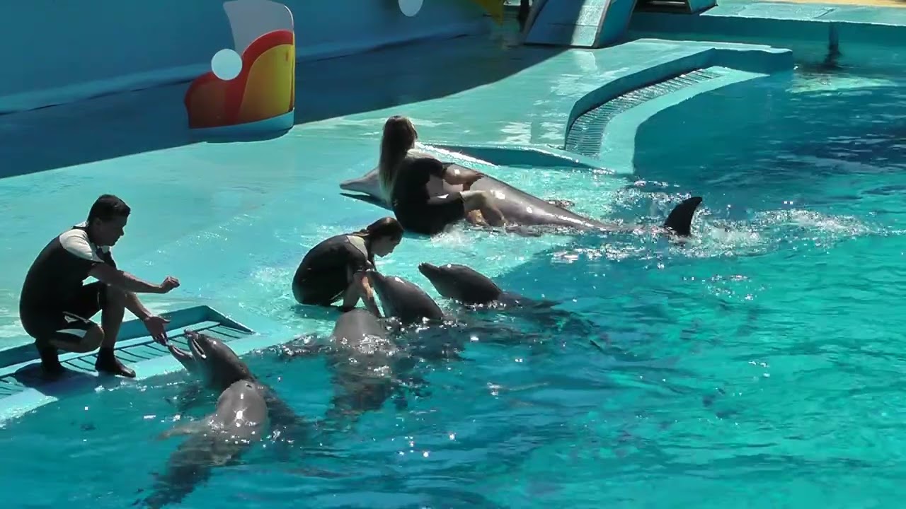 Dolphins Zoomarine, Algarve, Portugal