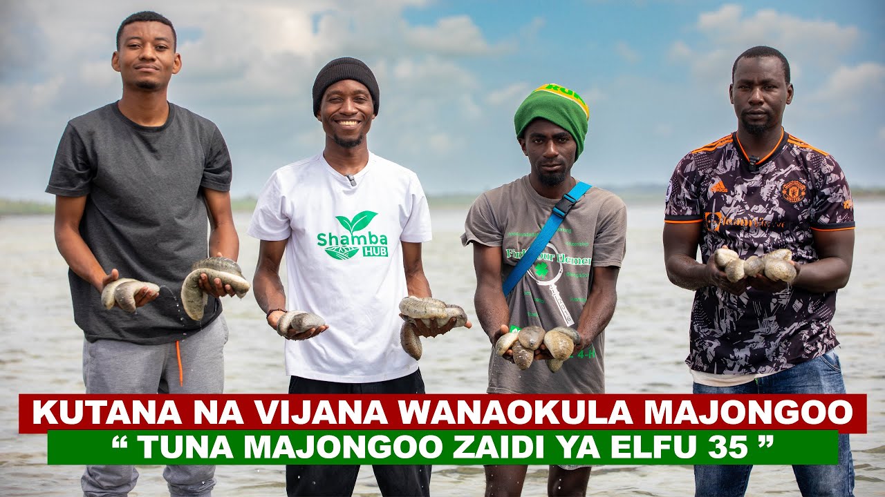 UFUGAJI WA MAJONGOO UNALIPA ZANZIBAR I KUTANA NA VIJANA WANAOKULA MAJONGOO