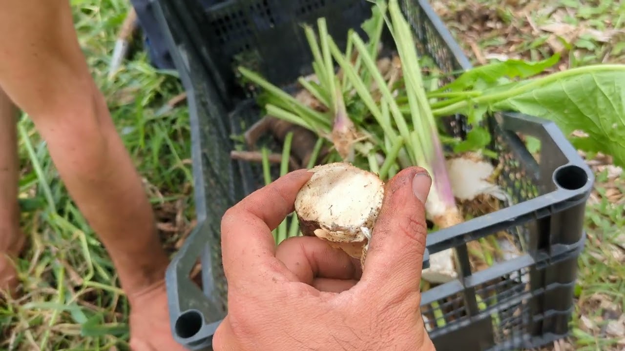 Rafano come pianta agroforestale