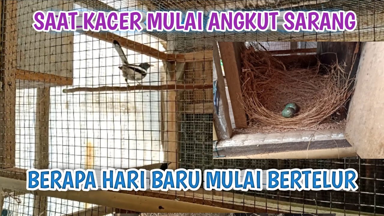 BERAPA HARI BURUNG KACER BERTELUR SETELAH ANGKUT SARANG