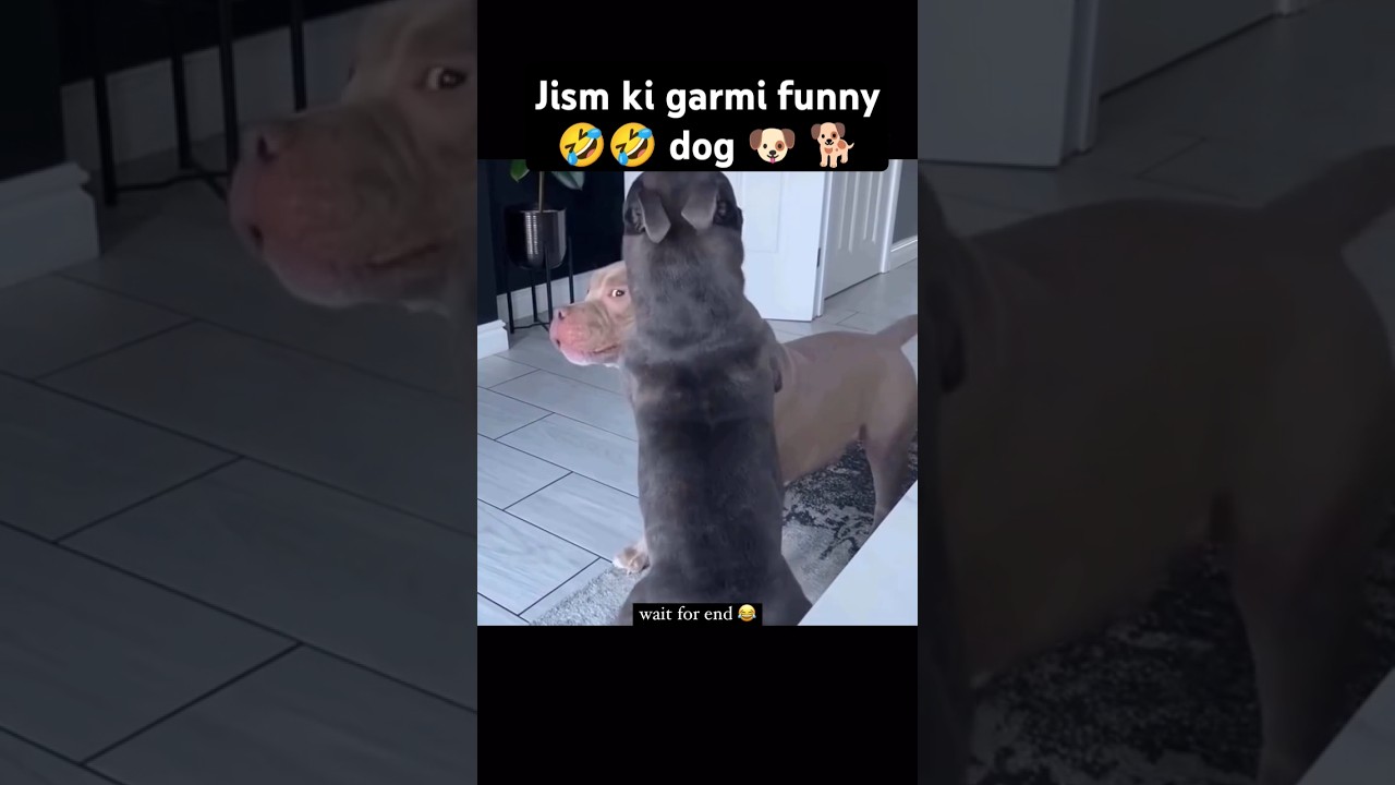 Funny pitbull dog dub chachu video #dubbchachu
