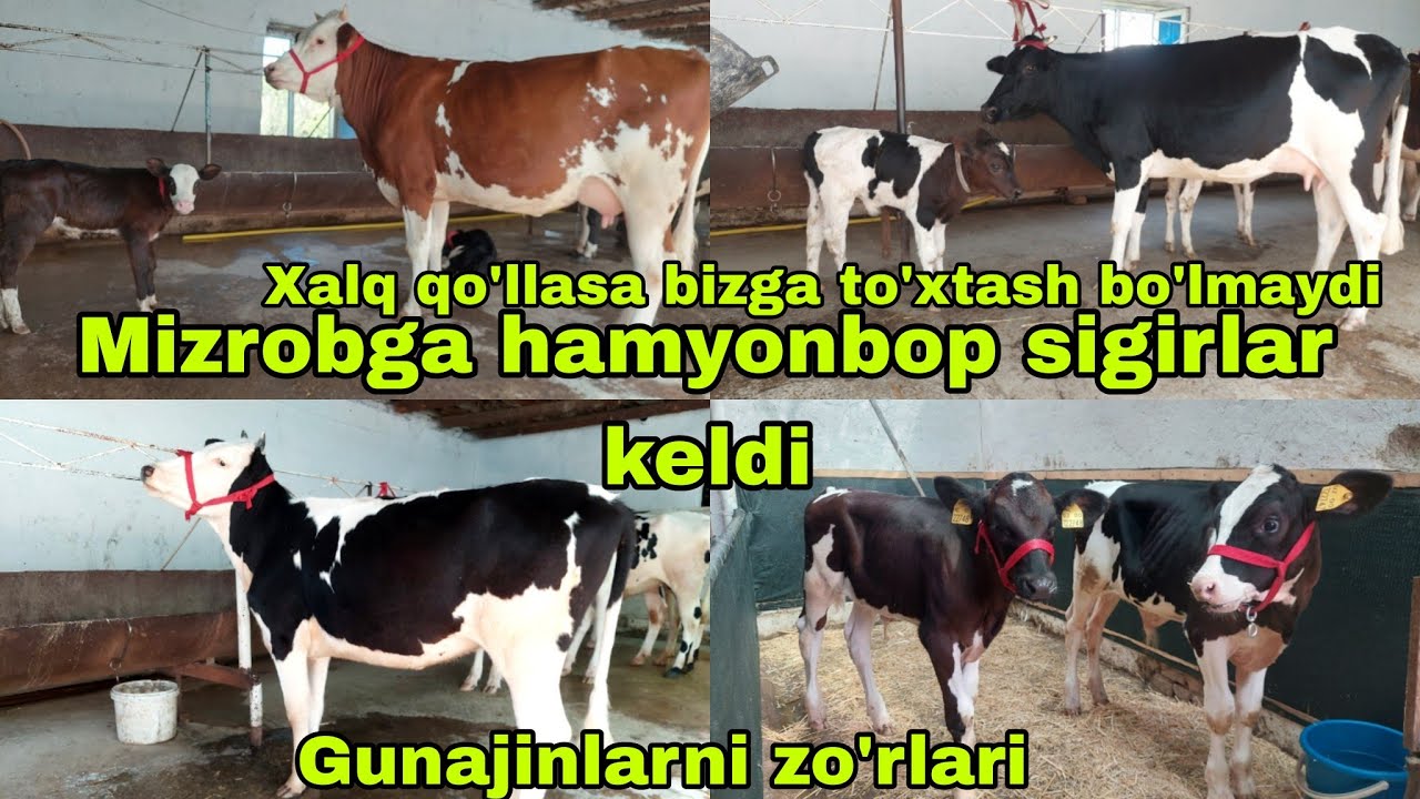 Mizrobjonga yana yangisi hamyonbop va ro'zg'orboplaridan keldi 15-avgust, 2024
