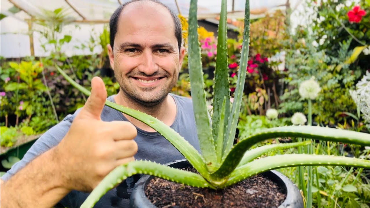 COMO PLANTAR BABOSA CORRETAMENTE