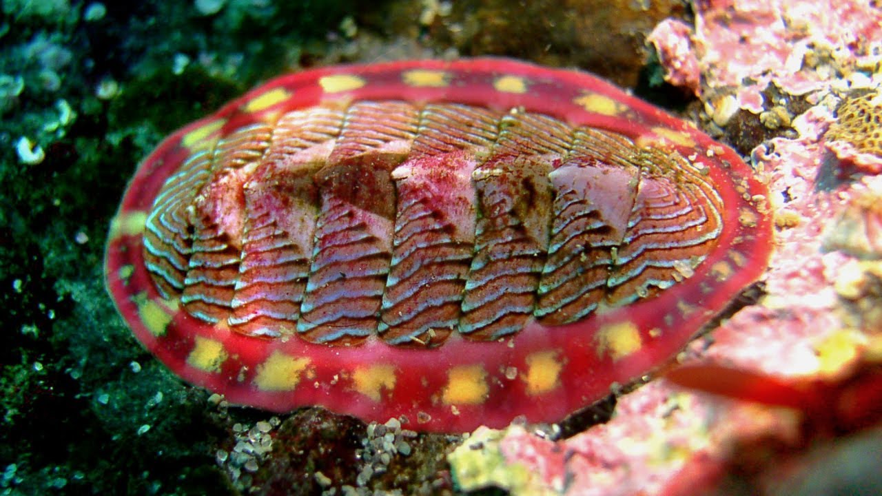 Filo Mollusca – Parte 5: As Classes Menos Conhecidas.