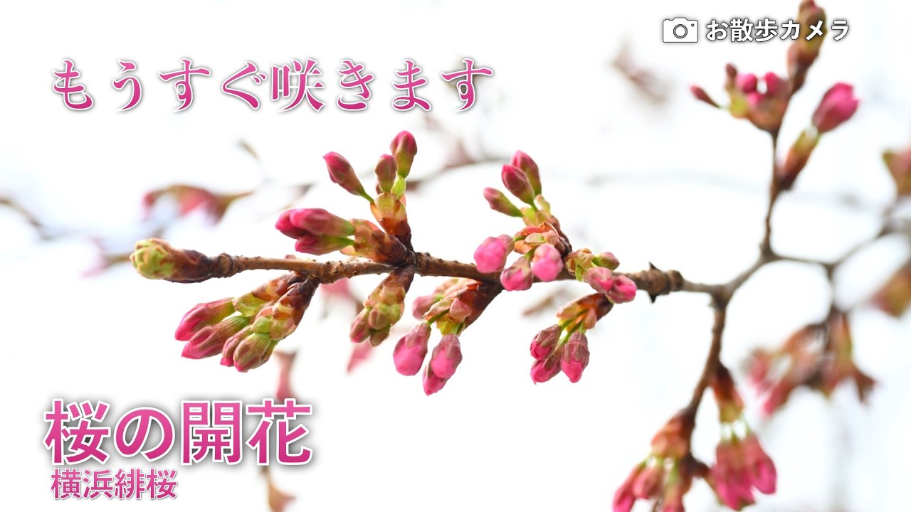 🌸さくら  もうすぐ咲きます　2026.3.9