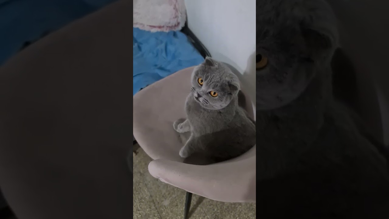 #cat #веселыекоты 😻😺😾