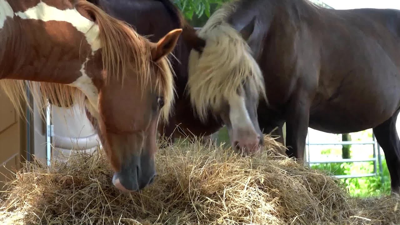 Chincoteague celebrates 100th annual pony swim with record crowds expected