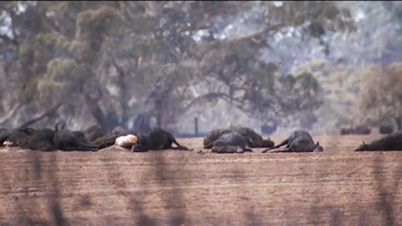 Hartverscheurende beelden van verbrande dieren in Australië