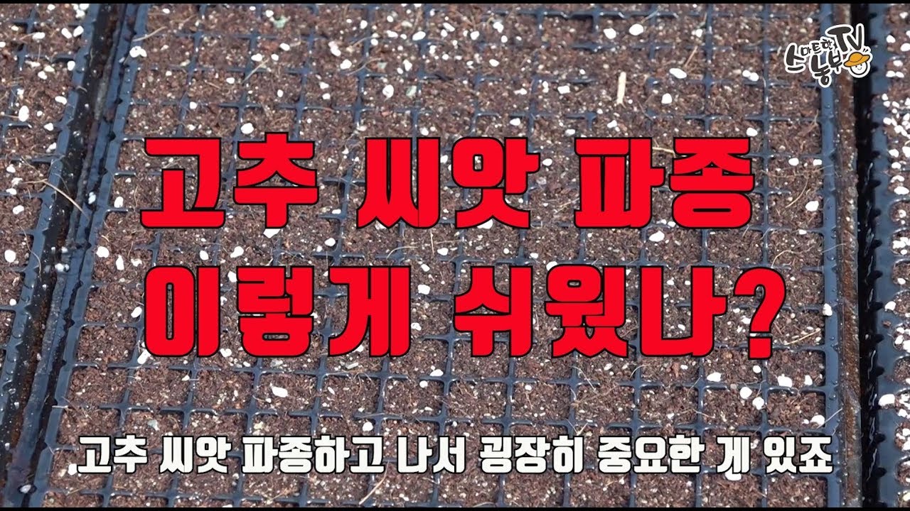 고추씨앗 침종부터 파종 발아 싹틔우기 고추 심는방법 기초