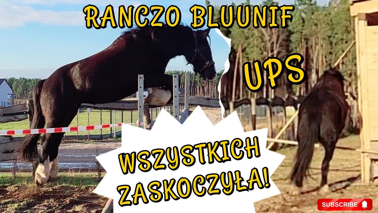 TINKERY POTRAFIĄ / SKOKI W KORYTARZU / ZIMNOKRWISTA / IRISH COB
