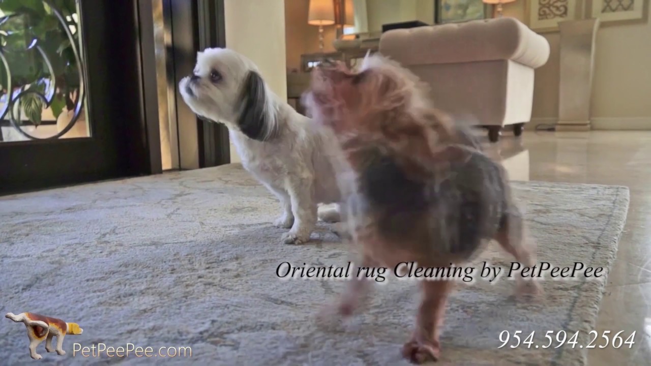 Oriental rug cleaning By PetPeePee Service