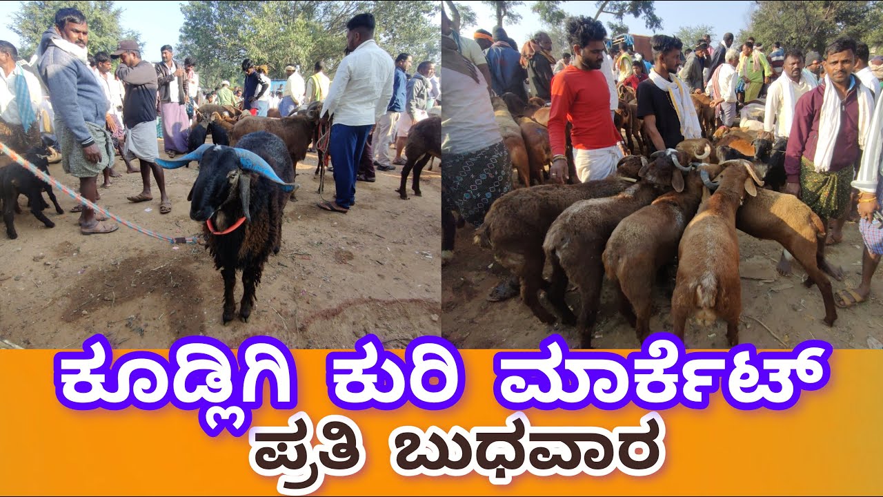 ಕೂಡ್ಲಿಗಿ ಕುರಿ ಮಾರ್ಕೆಟ್ ಪ್ರತಿ ಬುಧವಾರ Kudligi Sheep Market every Wednesday