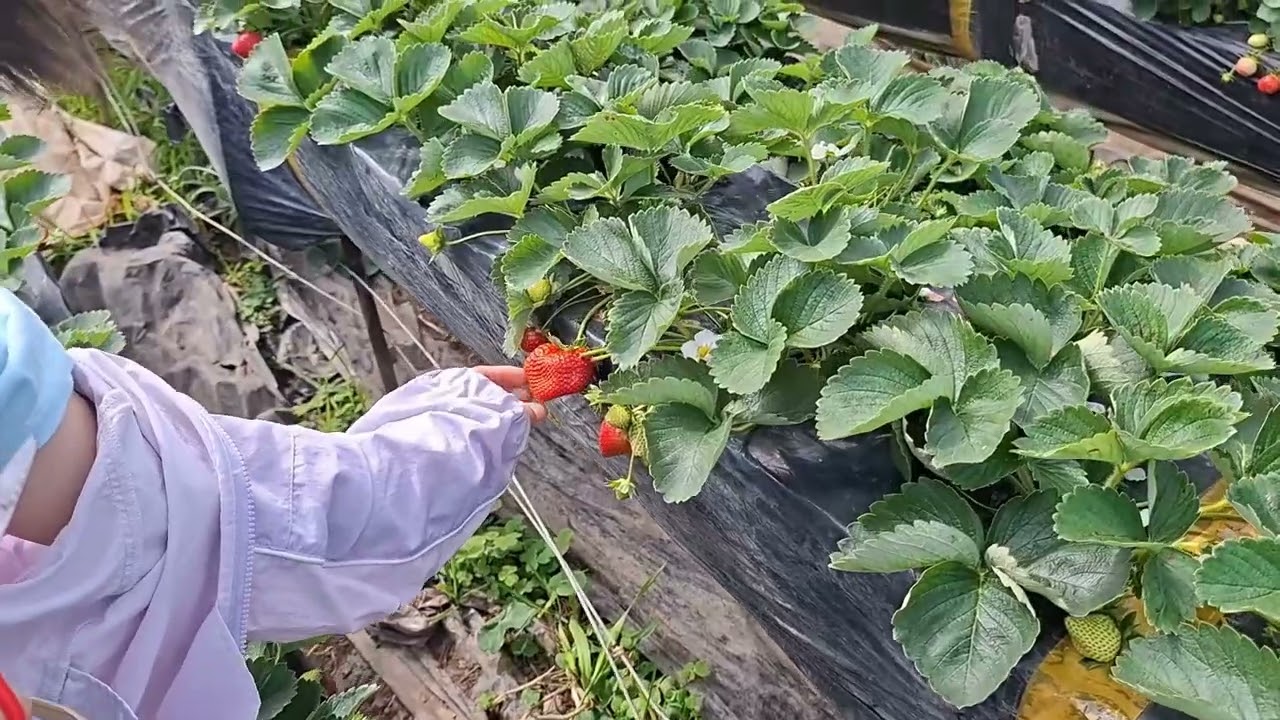 Strawberry Farm, Benguet, Philippines