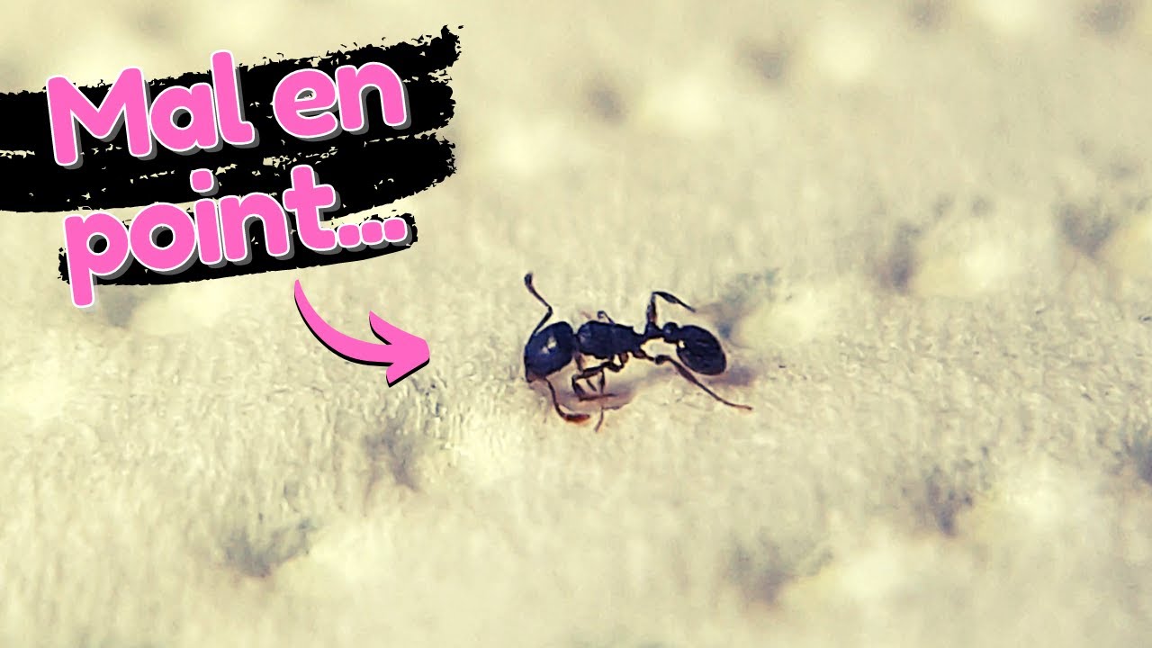 Mes fourmis se meurent ? Tetramorium caespitum