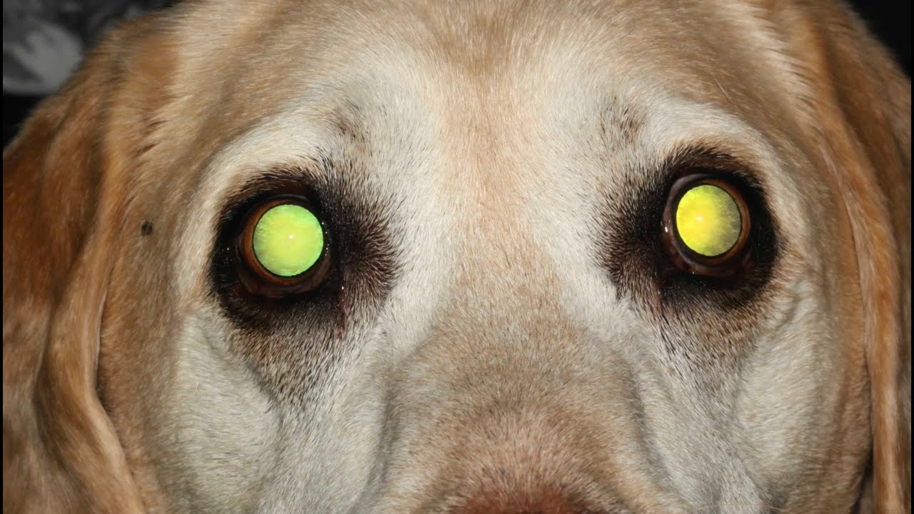 Everything you need to know about Progressive Retinal Atrophy