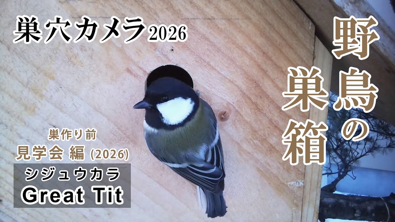 シジュウカラの巣箱(巣穴カメラ) 野鳥 Japanese tit bird nest box live streaming from Japan 2026/03/02