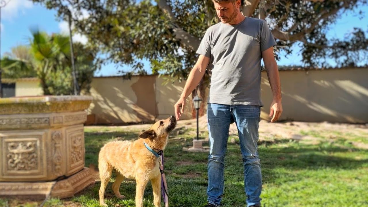 Como Adiestrar a un Perro Reactivo a Personas y Perros.