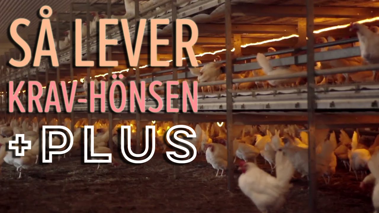 Ekologiska ägg: så lever hönsen - Plus