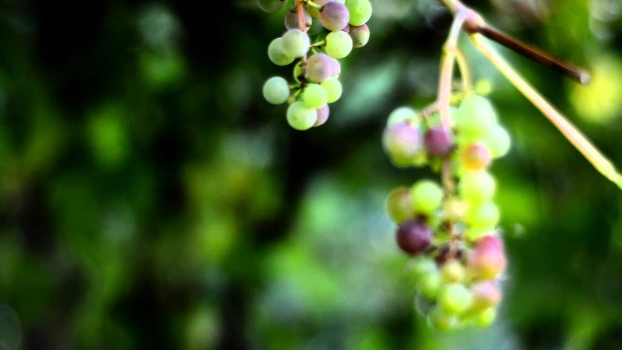 Video test Nikon D3200 lens Nikkor 50mm  f/1.8D
