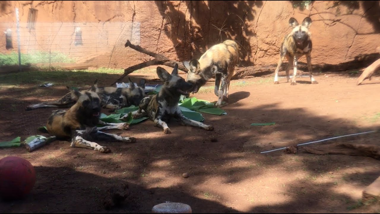 African Wild Dog puppies celebrate first birthday at Honolulu Zoo