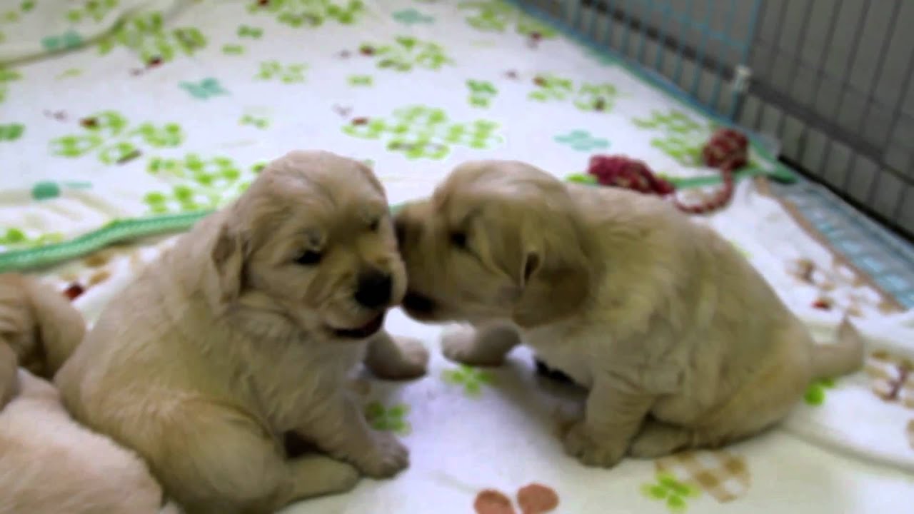 ゴールデンレトリバー　やんちゃな子犬たちだ～ / 生後28日
