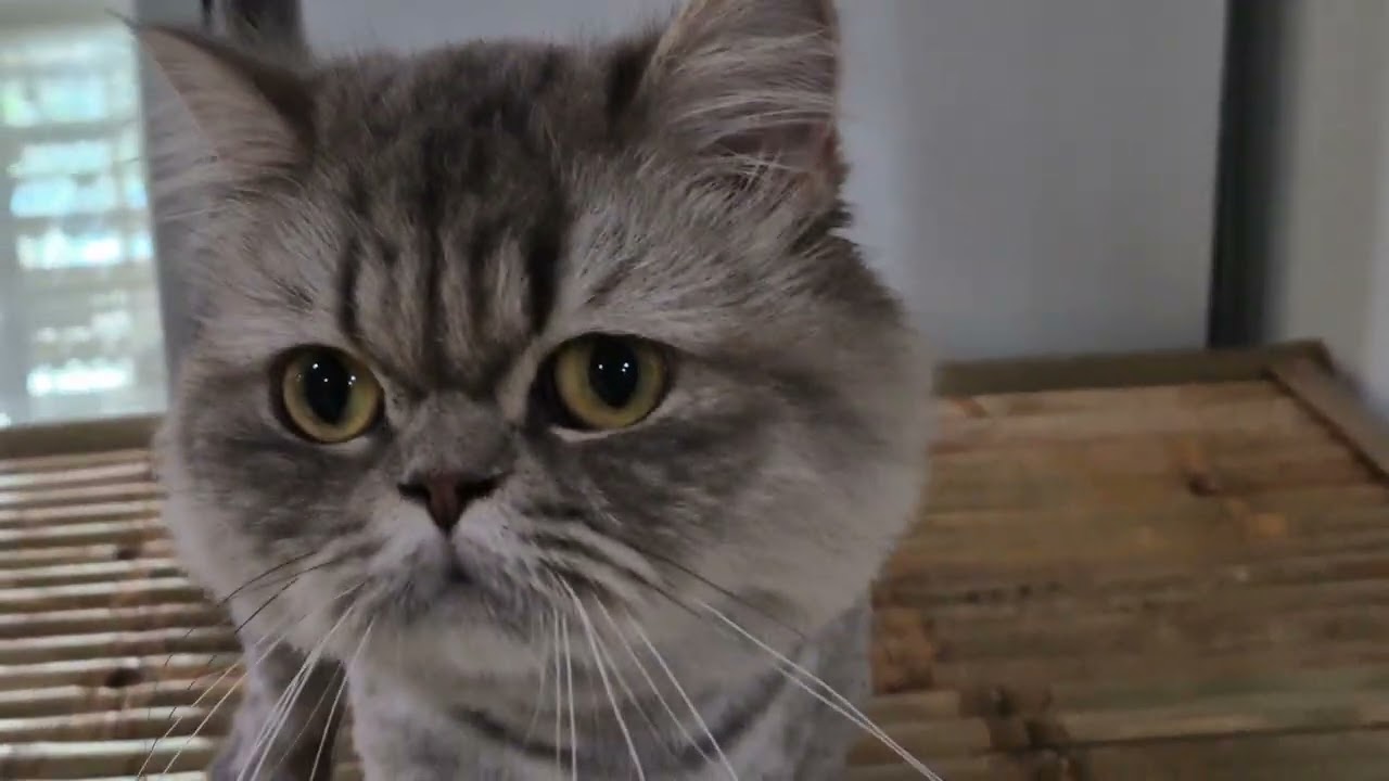 NEW CAT WORLD IN MAENAM, KOH SAMUI, THAILAND