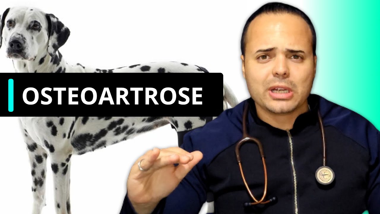 TUDO sobre a OSTEOARTROSE - medvet