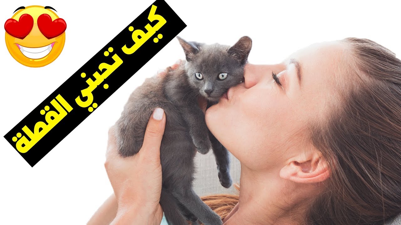 11 طريقة لتقول لقطتك أحبك، تفهمها القطط 😍
