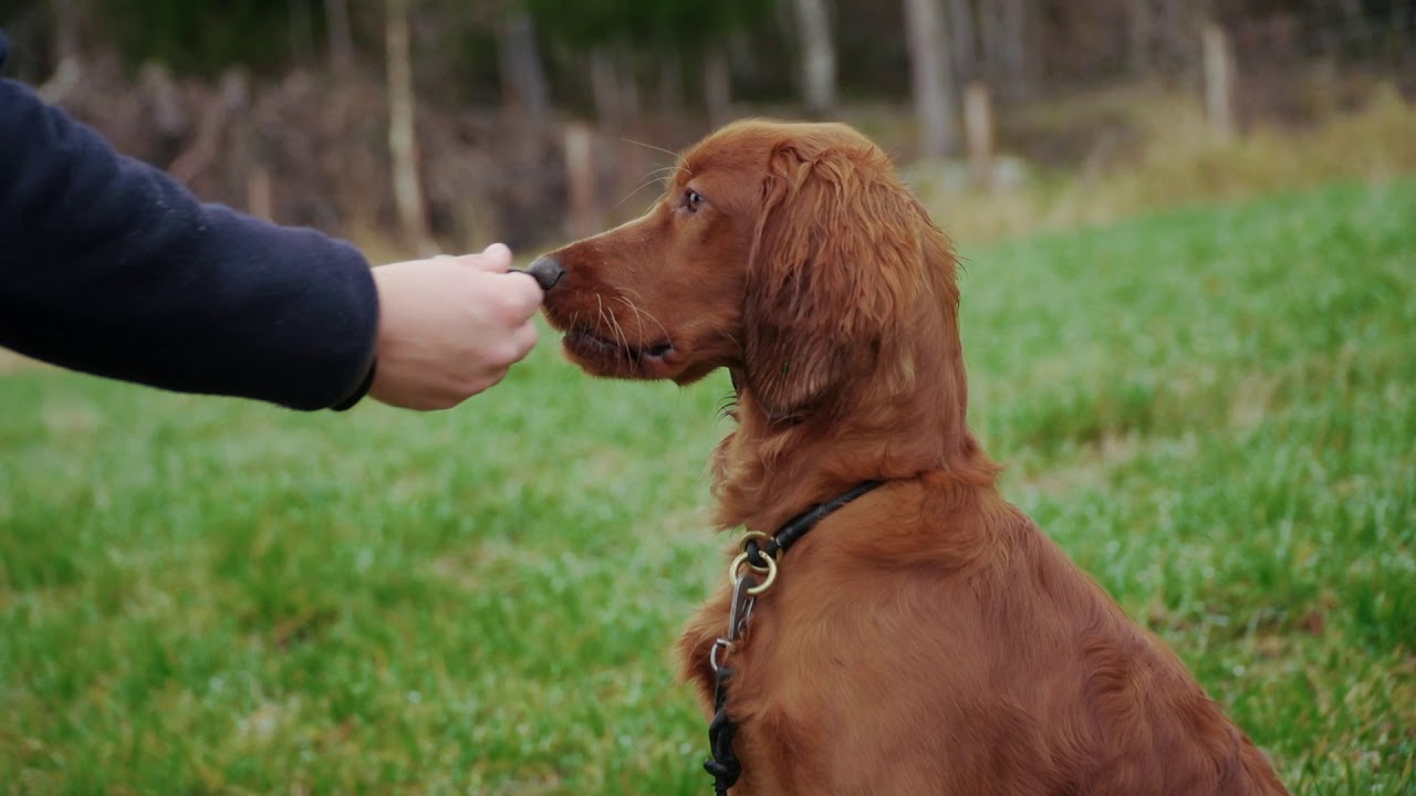 Hvordan lære hunden apport? (del 2)